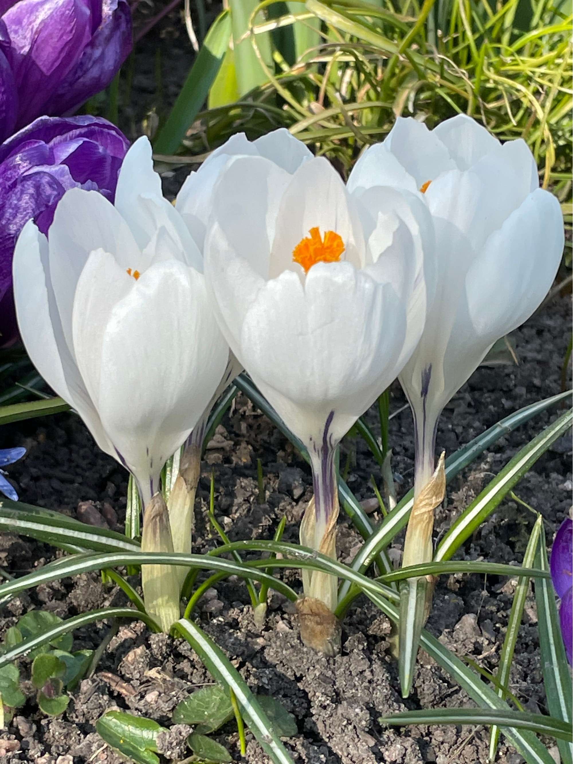 Krokus 'Jeanne d'Arc'